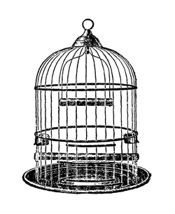 elcanary-website-cage